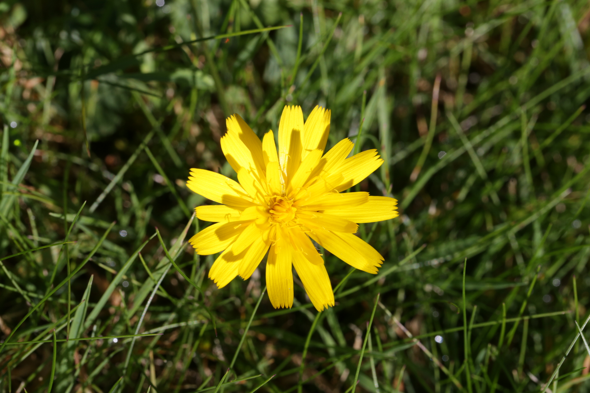 Fleur